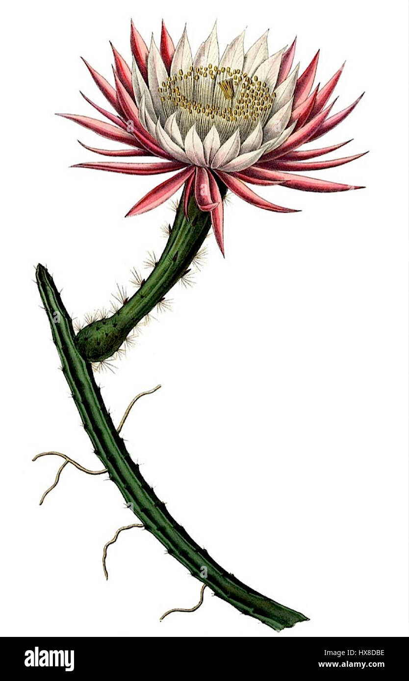 Selenicereus spinulosus, una specie di cactus, è conosciuta per i suoi steli spinosi e i grandi fiori bianchi. Questa specie è originaria di regioni aride ed è ammirata per la sua resilienza e bellezza nei paesaggi desertici. Foto Stock