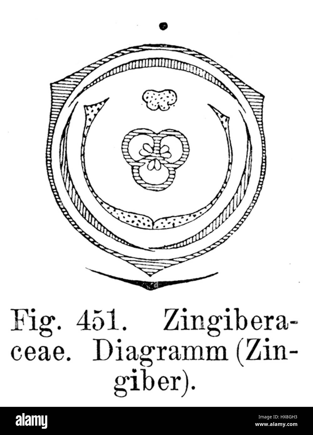 Lo Zingiber BlC3BCtendiagramm è probabilmente un diagramma botanico che illustra la struttura di una pianta della famiglia delle Zingiberaceae. Questo tipo di diagramma in genere include funzioni dettagliate come foglie, fiori e parti riproduttive. Foto Stock