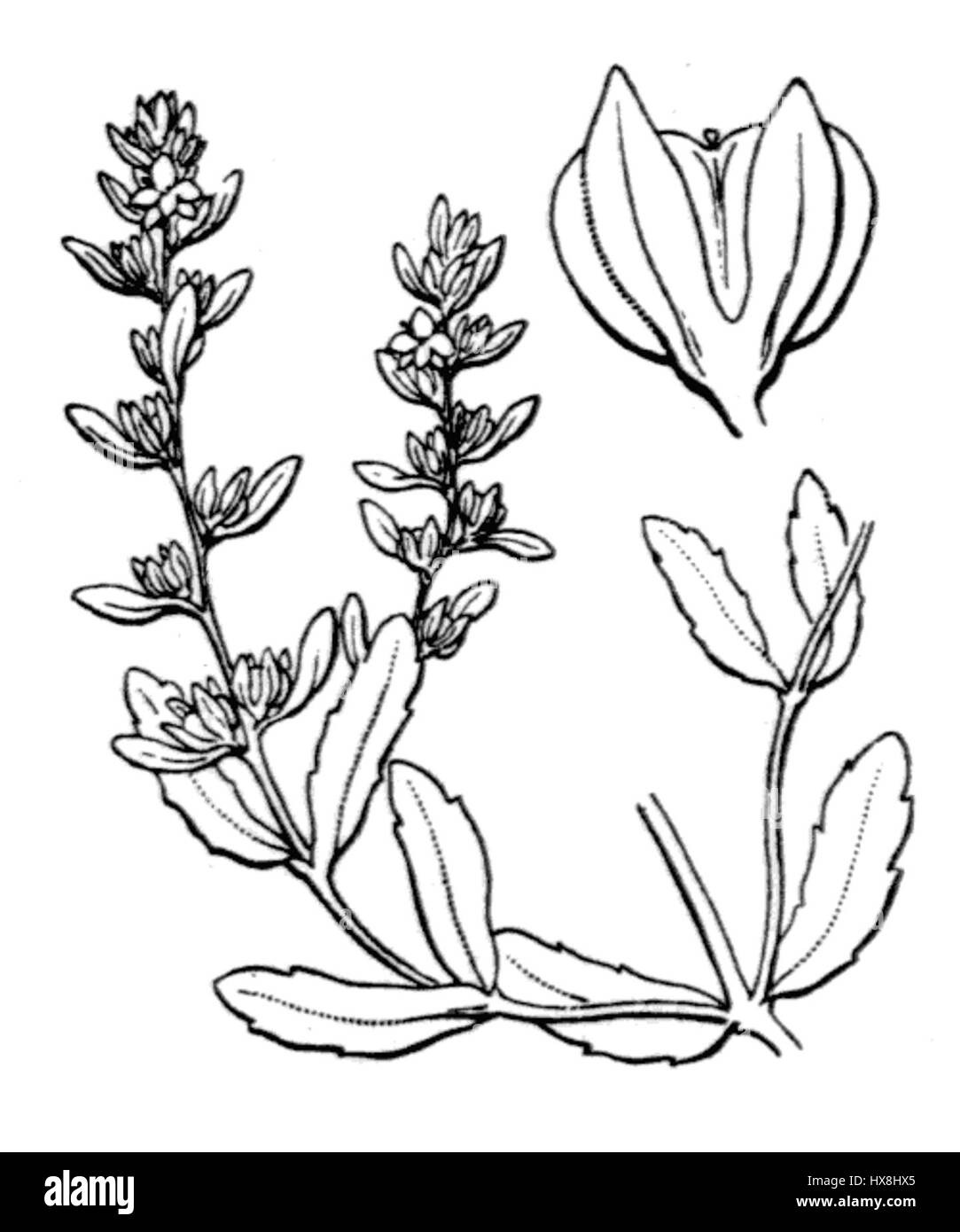 Veronica peregrina, comunemente nota come speedwell, è una piccola pianta fiorita appartenente alla famiglia delle piantane. Questa illustrazione botanica della serie coste mostra i suoi delicati fiori e foglie. Foto Stock