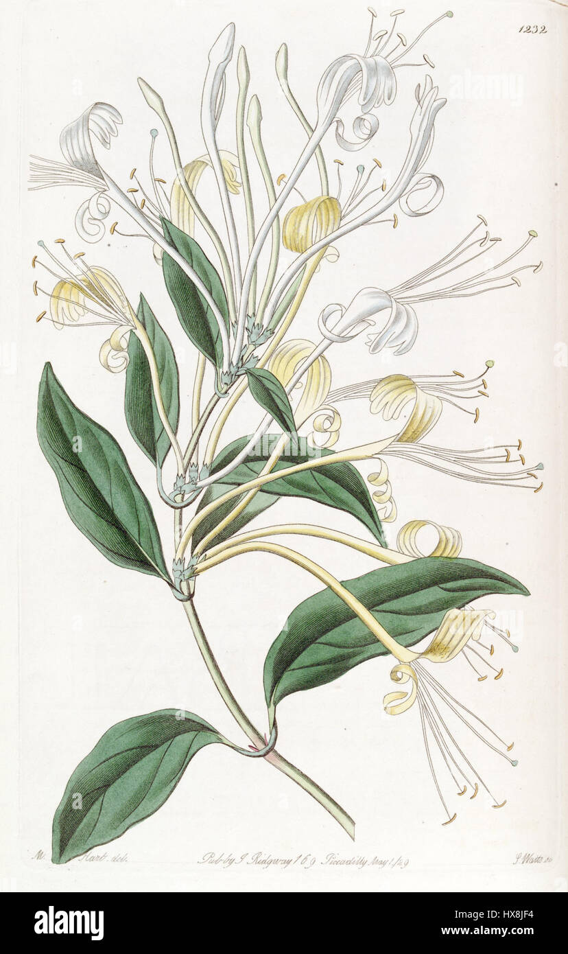 Lonicera longiflora, comunemente nota come caprifoglio, è una pianta in fiore nota per i suoi fiori profumati e la natura rampicante, tipicamente presente nelle regioni temperate. Foto Stock