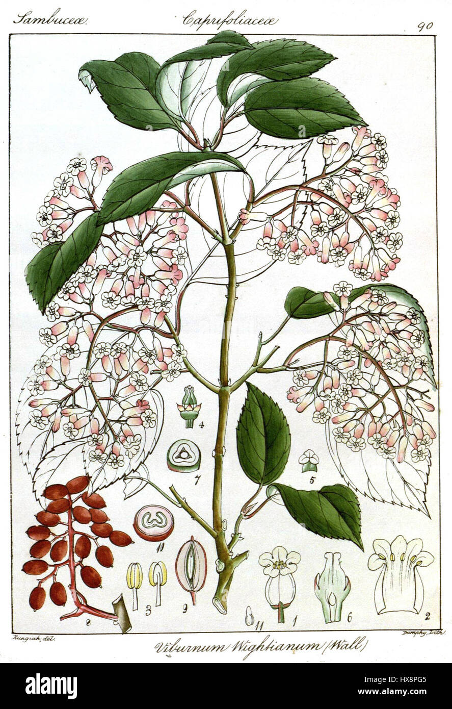 "Viburnum wightianum Rungiah" è un'illustrazione botanica raffigurante la specie Viburnum. Il disegno dettagliato mette in evidenza le foglie e i fiori distinti della pianta, mostrando il suo significato negli studi botanici. Foto Stock