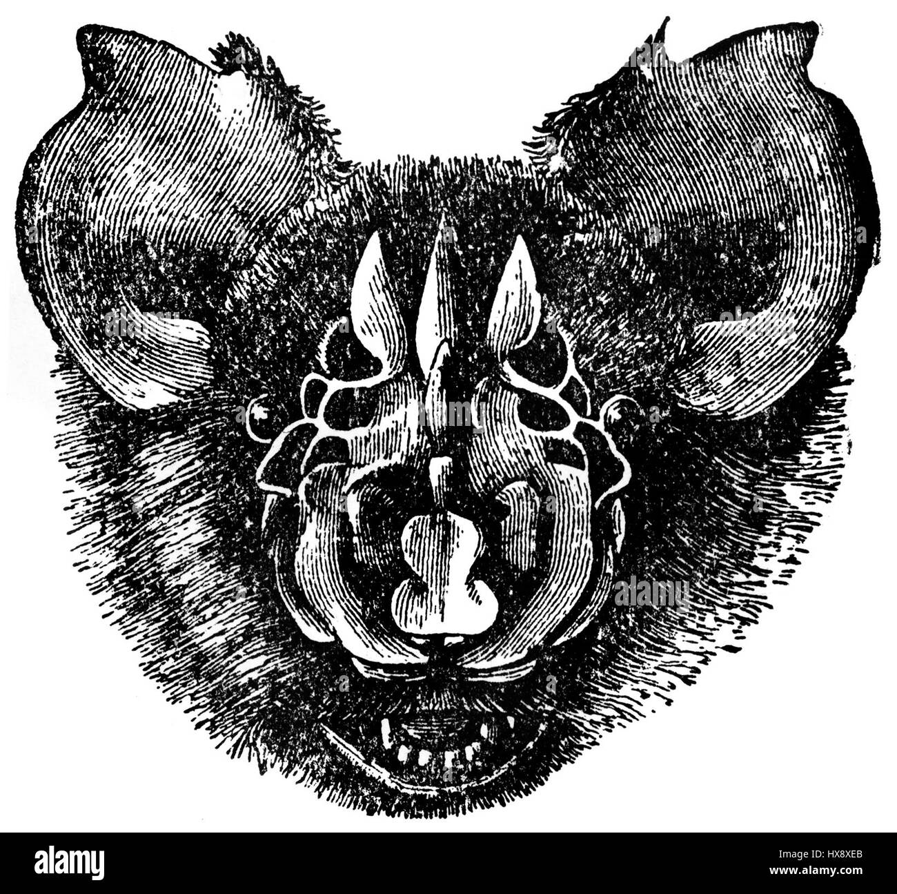 Triaenops persicus è una specie di pipistrello diffusa principalmente in alcune parti del Medio Oriente e dell'Asia meridionale. Fa parte della famiglia dei Rhinolophidae e svolge un ruolo nel controllo degli insetti. Foto Stock