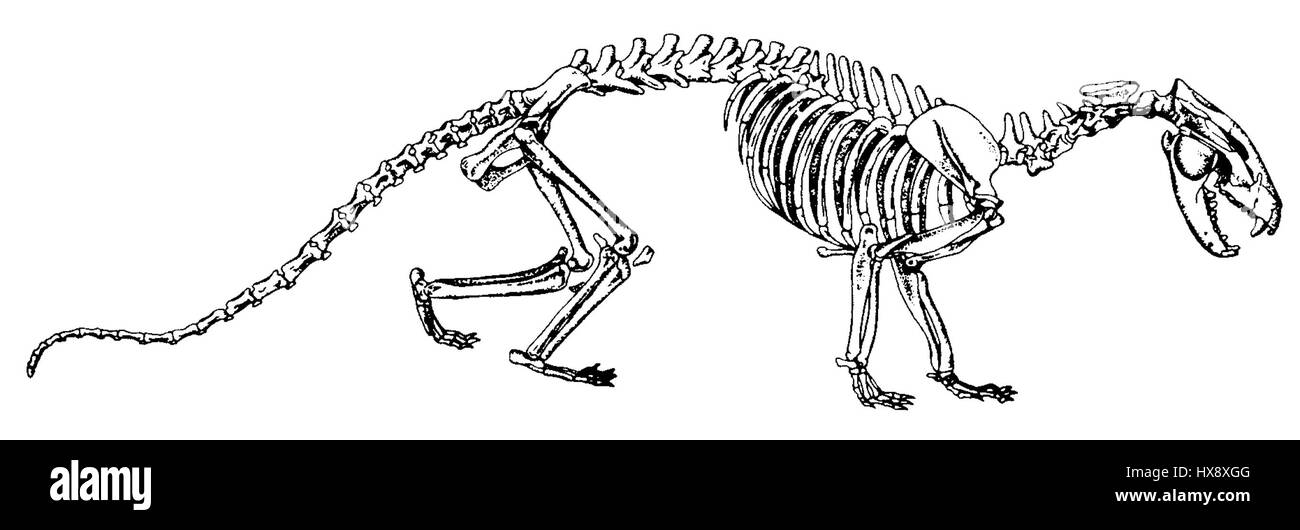 «Prothylacinus patagonicus» si riferisce a un marsupiale carnivoro estinto originario della Patagonia. La specie è spesso studiata in paleontologia per il suo ruolo negli ecosistemi preistorici del Sud America durante il Pleistocene. Foto Stock