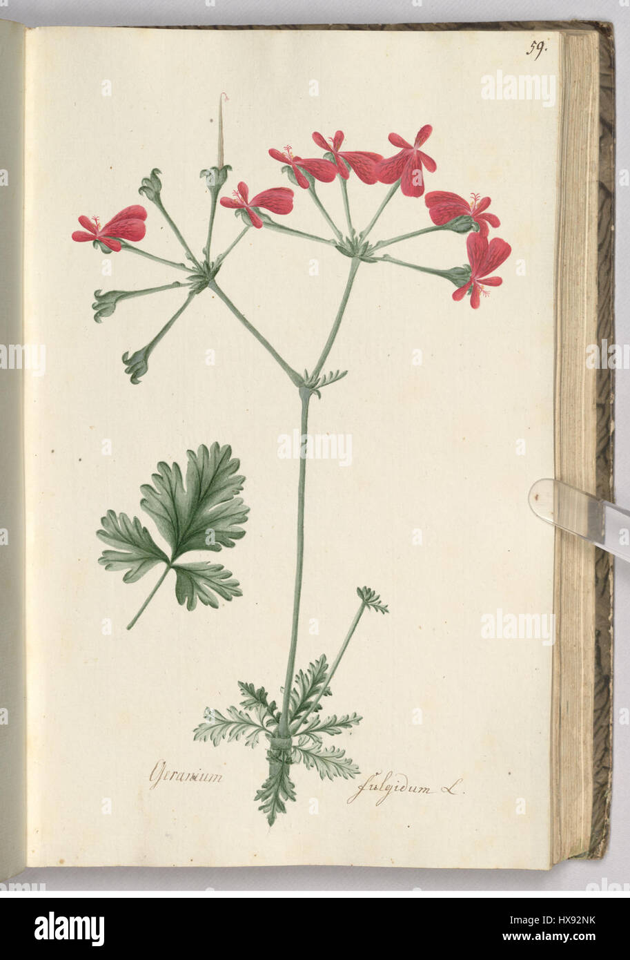 Pelargonium fulgidum è una specie di piante in fiore originaria dell'Africa meridionale, conosciuta per le sue vivaci e colorate fioriture. Questa specie fa parte della famiglia del geranio ed è popolare nel giardinaggio ornamentale per i suoi fiori suggestivi. Foto Stock
