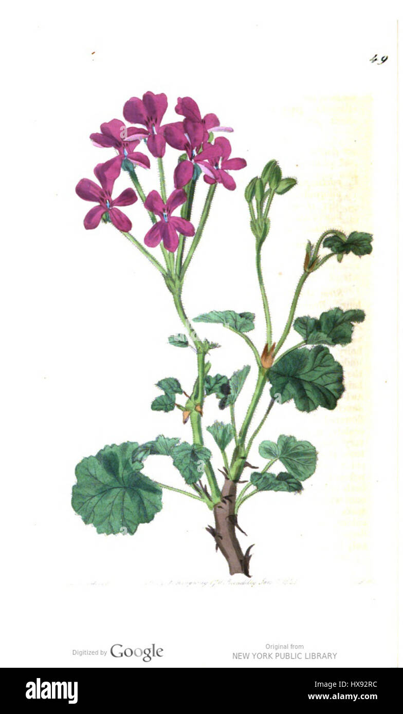Un'illustrazione di Pelargonium C397 particeps, una specie di geranio nota per i suoi fiori ornamentali. Questa pianta fa parte del genere Pelargonium, apprezzato per le sue vivaci fioriture e l'estetica del giardino. Foto Stock