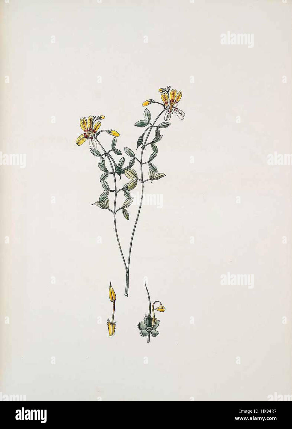 Lo Zygophyllum foetidum è una specie vegetale nota per il suo odore distintivo, spesso presente nelle regioni aride. Fa parte della famiglia delle Zygophyllaceae, originaria dei climi secchi e caldi, ed è tipicamente utilizzata per scopi medicinali in alcune culture. Foto Stock