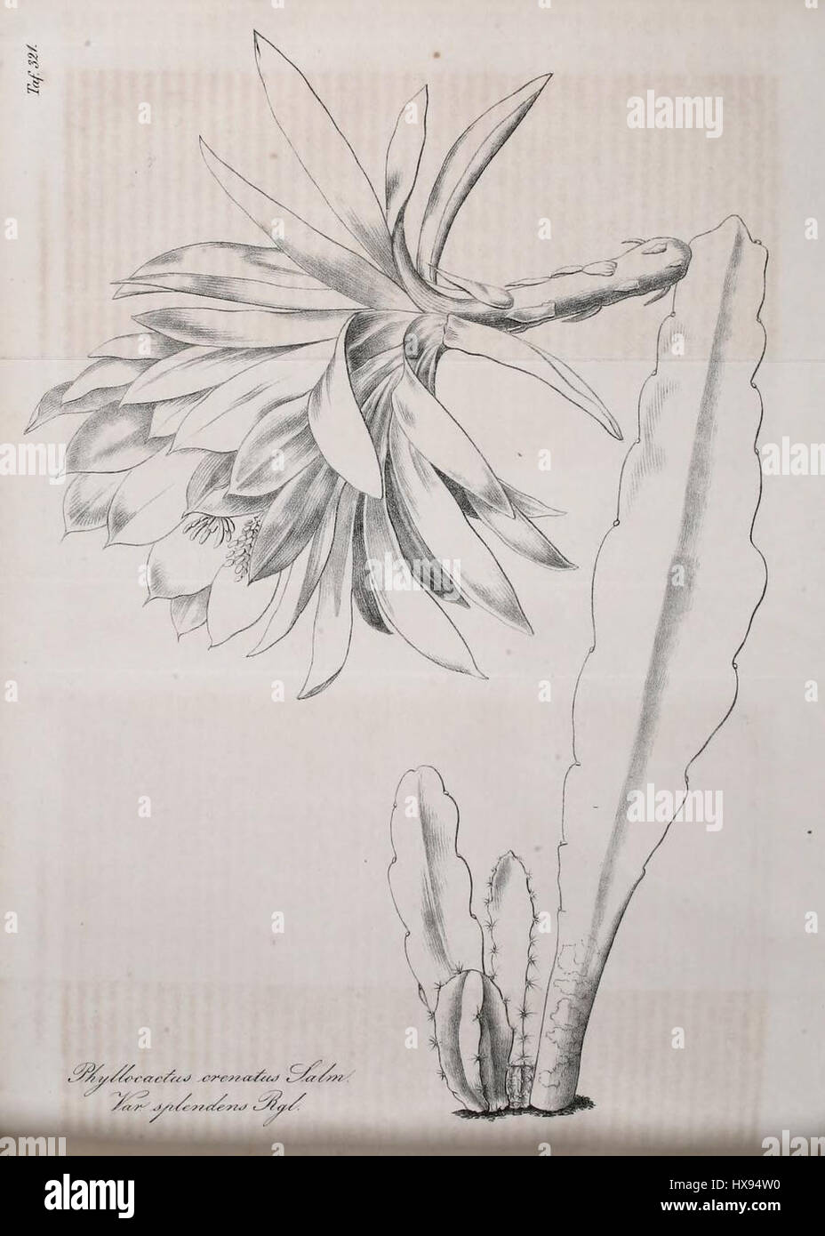 *Feastara Splendens 'Splendens'* è una specie di pianta fiorita conosciuta per le sue splendide e vibranti fioriture. Comunemente presente nelle regioni tropicali, è ammirata per la sua bellezza ornamentale e i colori vivaci. I suoi fiori, ricchi di sfumature rosse e arancioni, sono spesso utilizzati nelle esposizioni orticole grazie al loro aspetto attraente e alla facilità di coltivazione nei climi caldi. Foto Stock