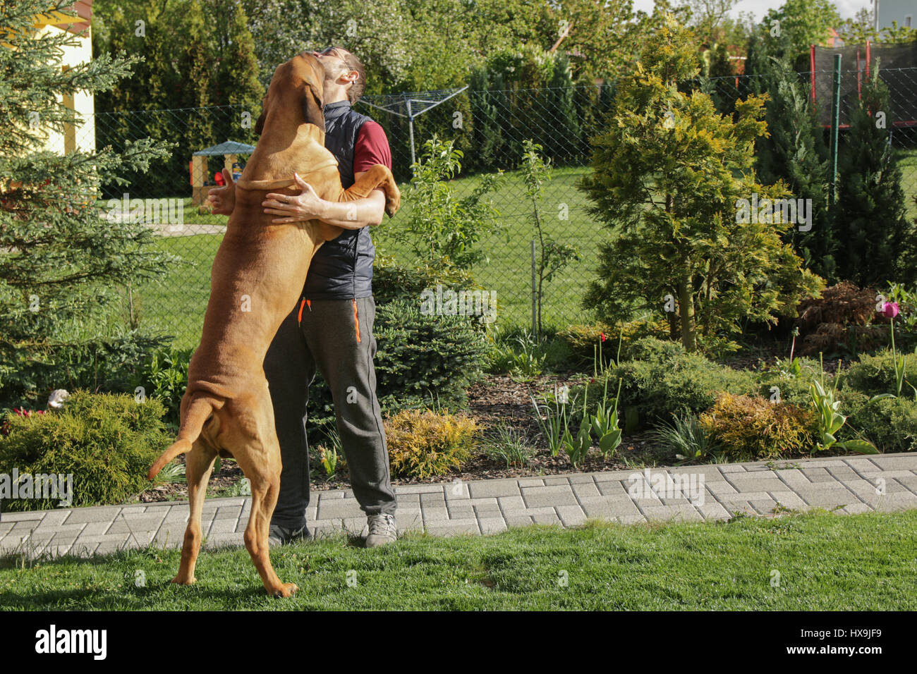 Il Big Dog gode di incontro con l'uomo Foto Stock