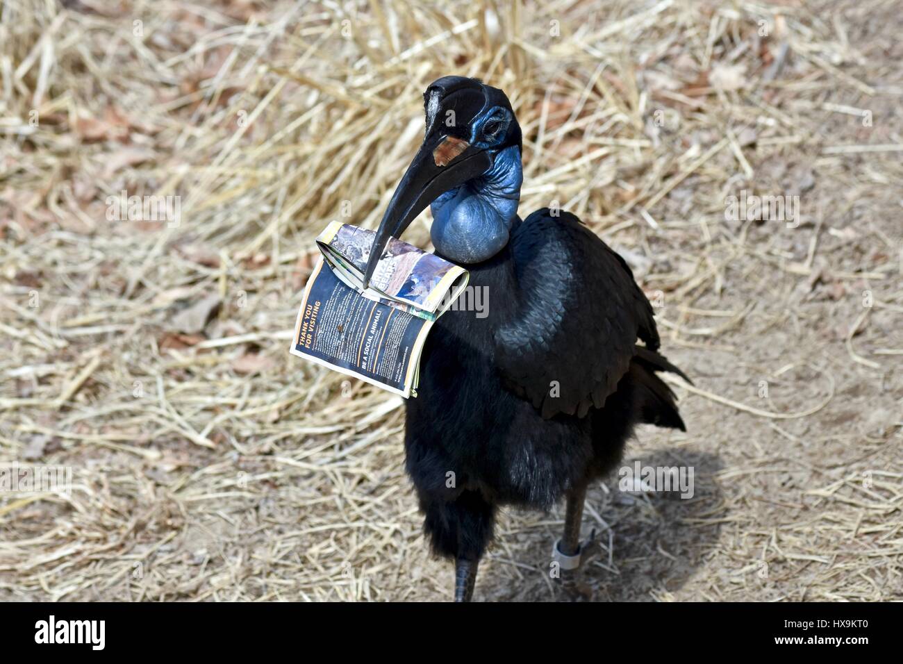 Baltimore, Stati Uniti d'America. Xxv Marzo 2017. Una massa settentrionale Hornbill (Bucorvus abyssinicus) porta intorno a un giardino zoologico mappa dopo un parco visitatore scende una mappa in mostra. Photo credit: Jeramey Lende/Alamy Live News Foto Stock