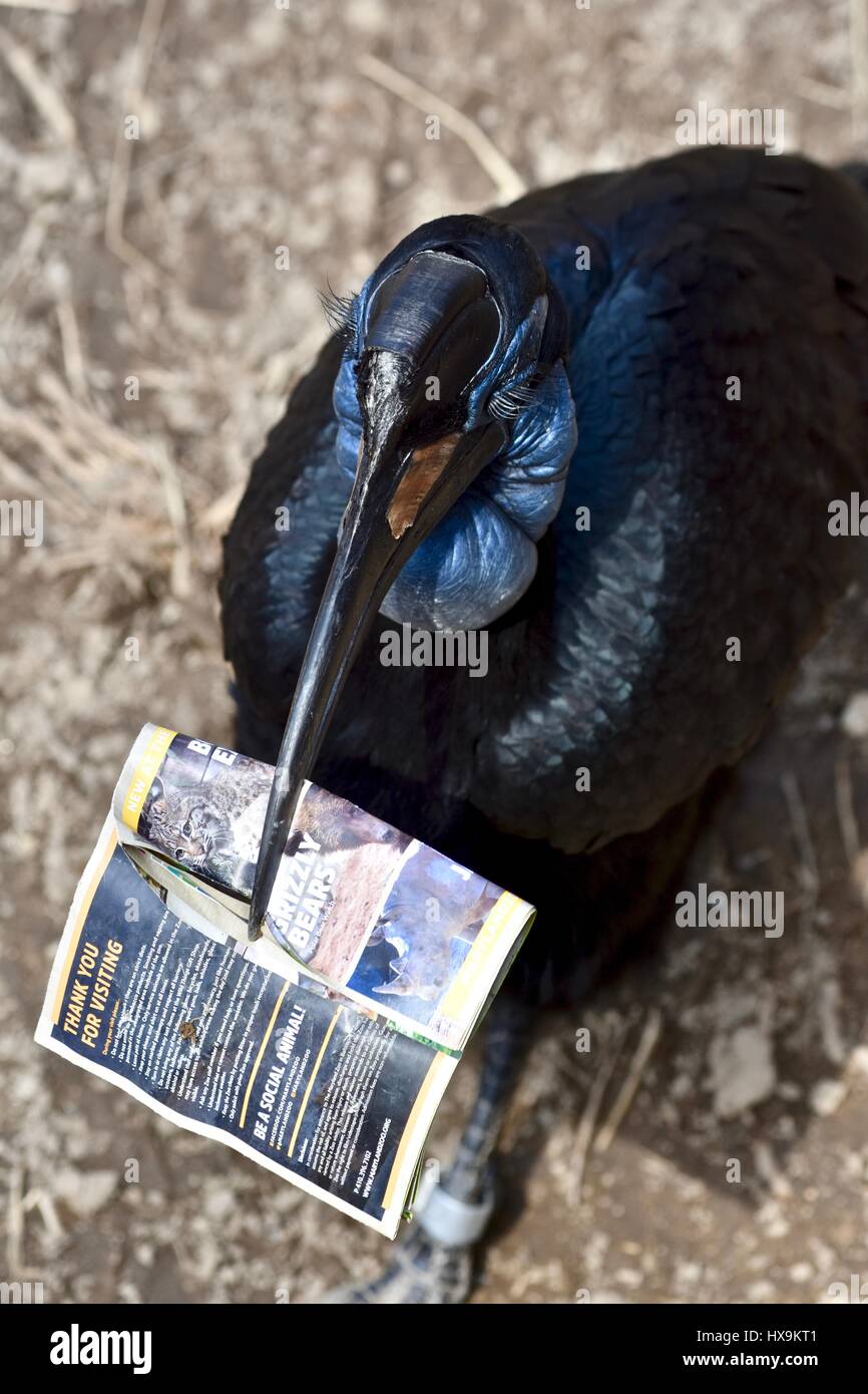 Baltimore, Stati Uniti d'America. Xxv Marzo 2017. Una massa settentrionale Hornbill (Bucorvus abyssinicus) porta intorno a un giardino zoologico mappa dopo un parco visitatore scende una mappa in mostra. Photo credit: Jeramey Lende/Alamy Live News Foto Stock