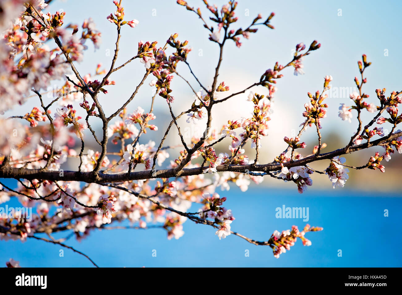 Un giapponese Cherry Blossom Tree prima a picco fioriscono lungo il bacino di marea sul National Mall di Washington, il 22 marzo 2017. Foto Stock