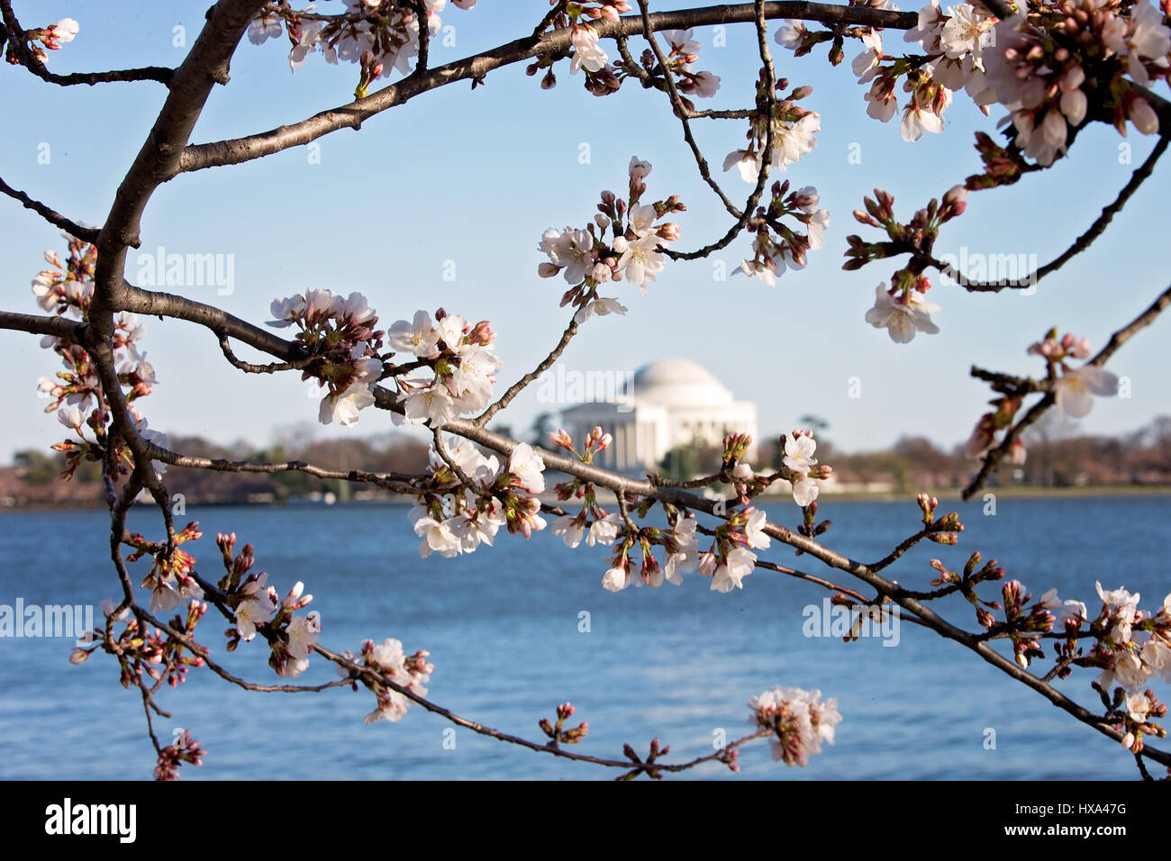 Un giapponese Cherry Blossom Tree prima del picco di Bloom con il Jefferson Memorial lungo il bacino di marea sul National Mall di Washington, il 22 marzo 2017. Foto Stock