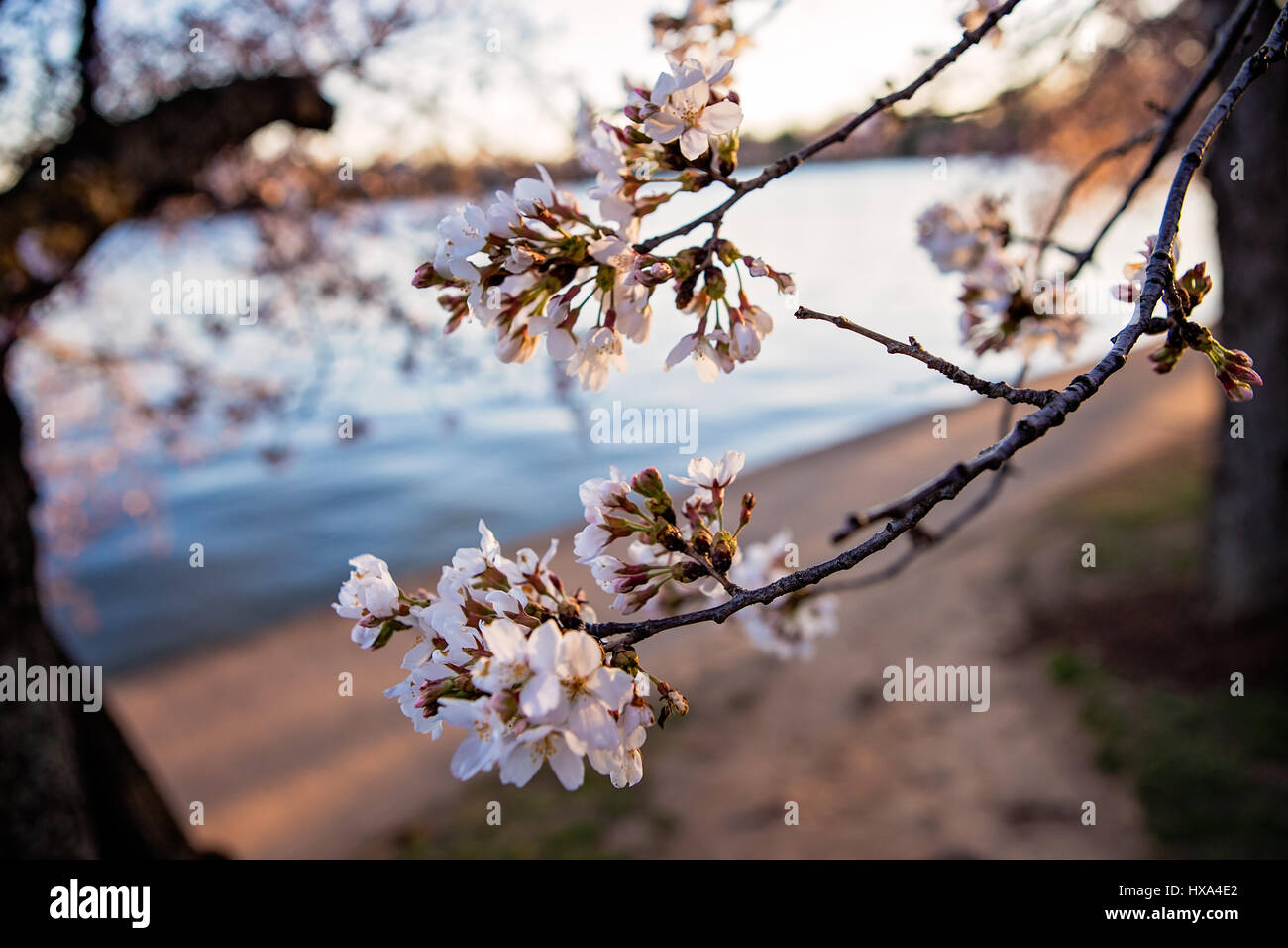 Un giapponese Cherry Blossom Tree prima a picco fioriscono lungo il bacino di marea sul National Mall di Washington, il 22 marzo 2017. Foto Stock