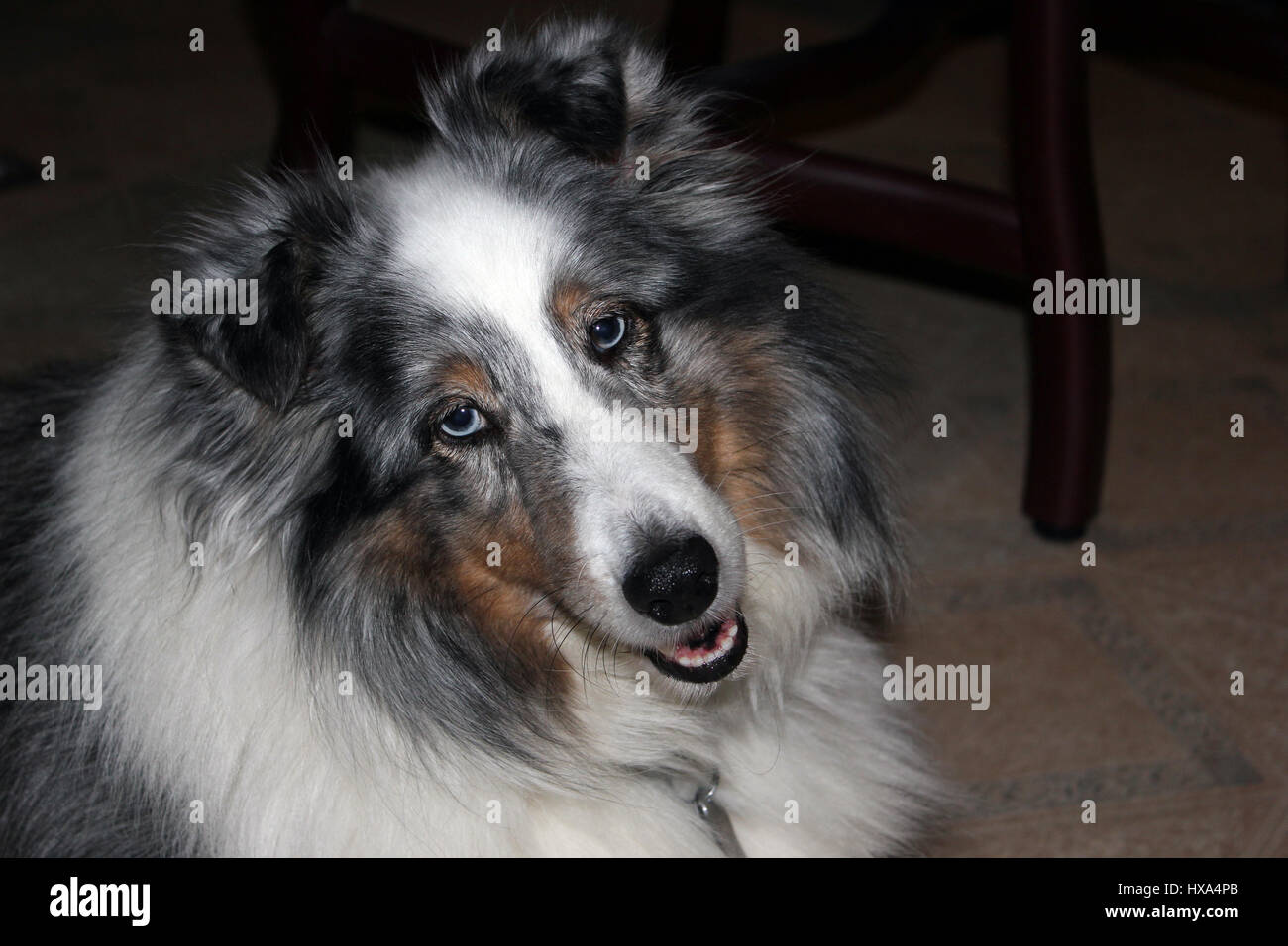 Sorridenti blue merle sheltie in ambienti interni Foto Stock