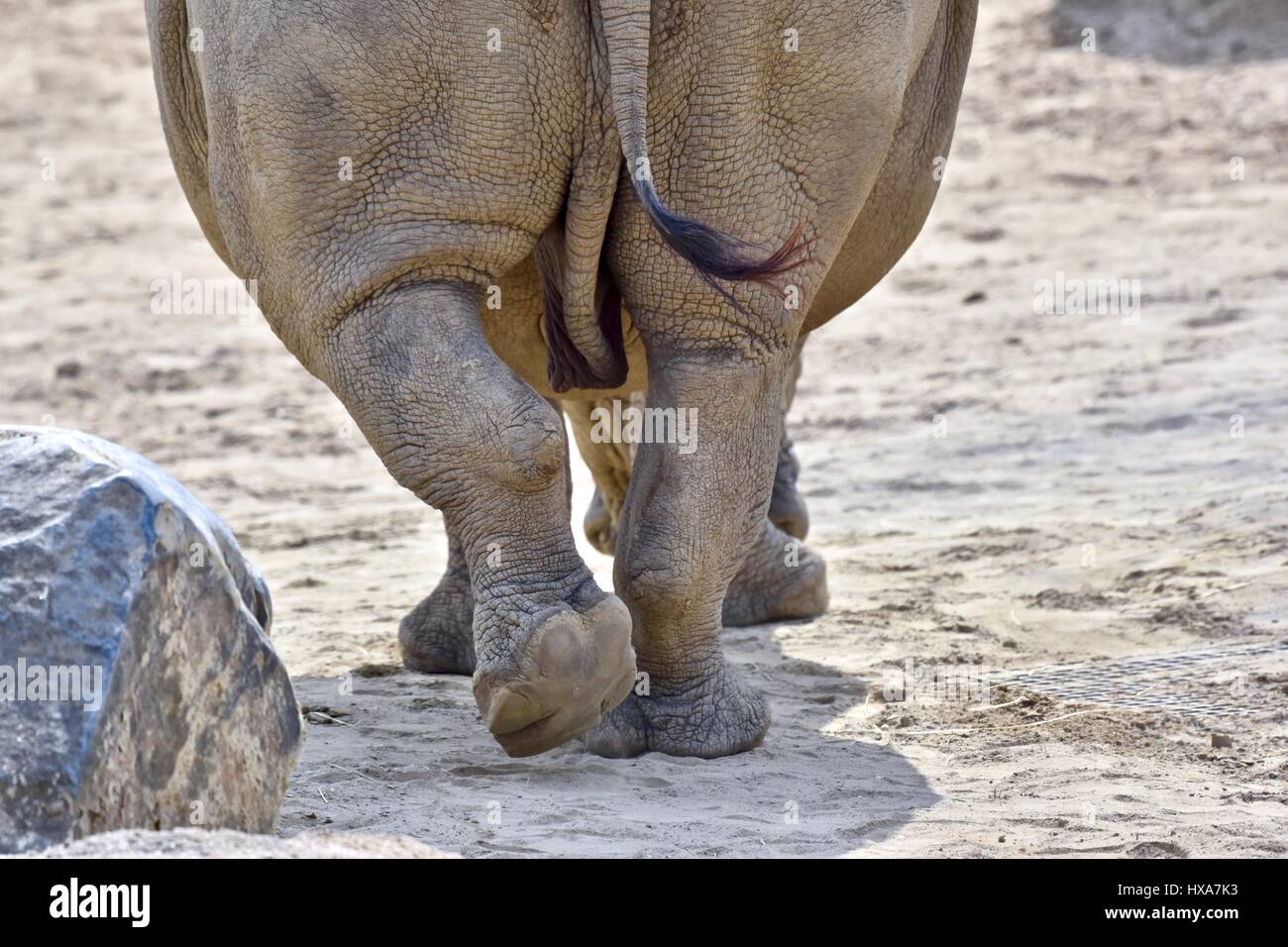 Sud del rinoceronte bianco (Ceratotherium simum simum) Foto Stock