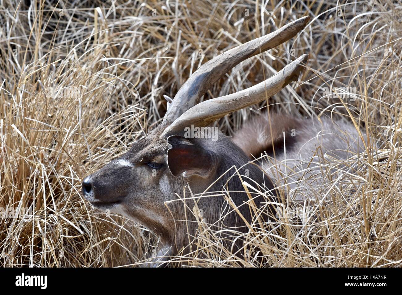 Lesser Kudu (Tragelaphus imberbis australis) che stabilisce nell'erba alta Foto Stock