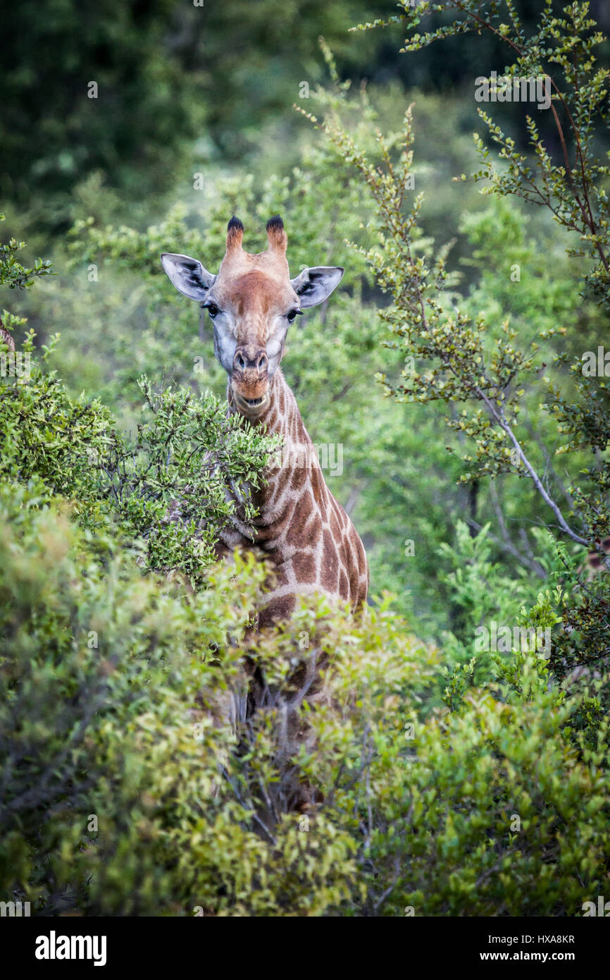 Giraffa unico tra gli alberi di acacia nel Parco Nazionale di Kruger, Sud Africa. Foto Stock