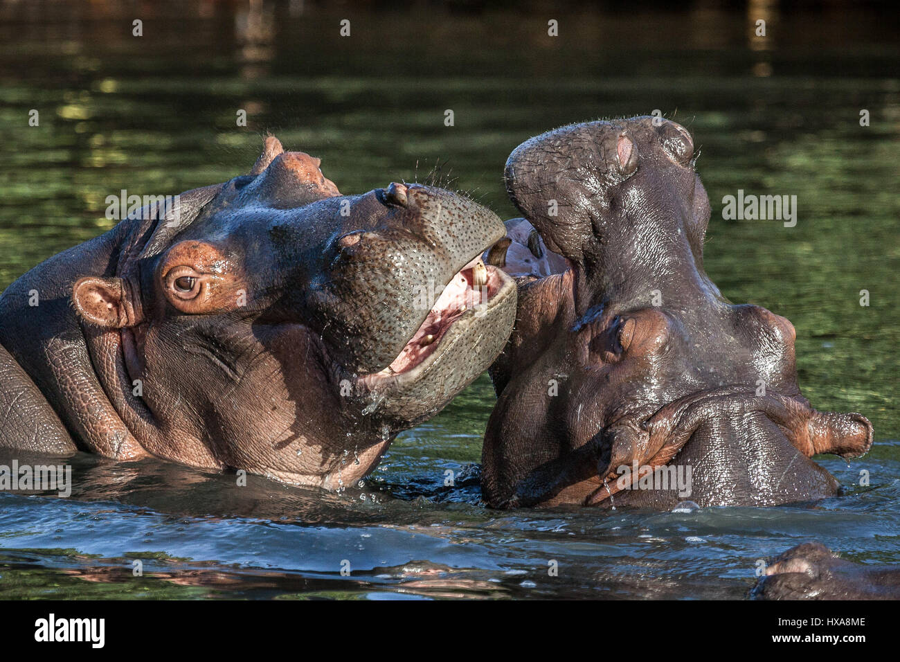 Giovani ippopotami giocare nelle acque di St Lucia Estuary in Sud Africa. Foto Stock