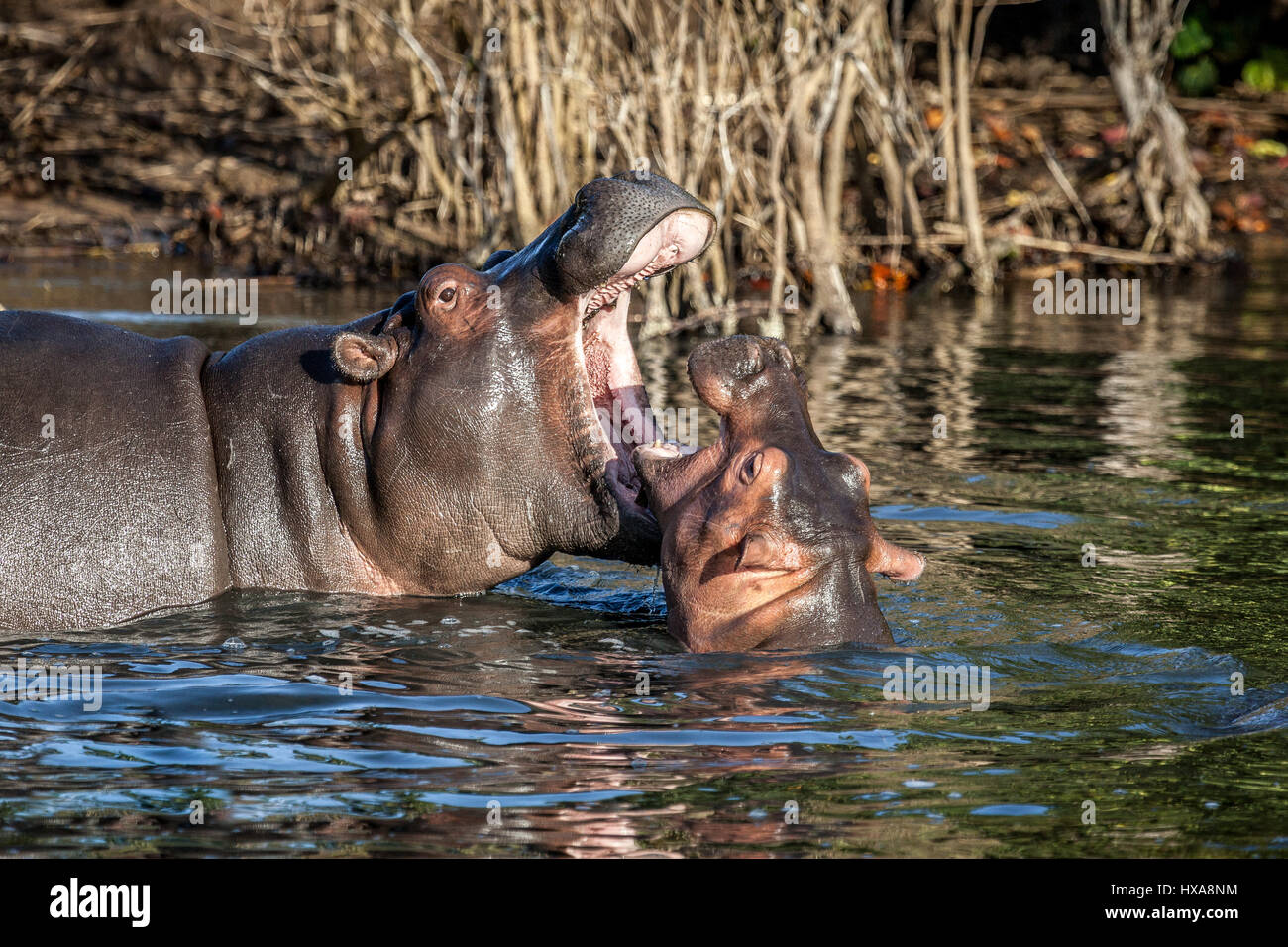 Mother & Baby Hippo giocare in St Lucia Estuary, Sud Africa. Foto Stock