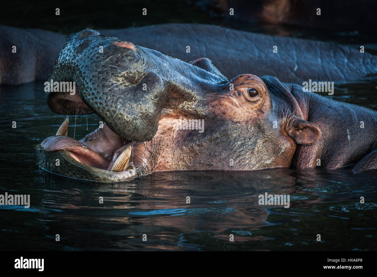 Hippo sbadigli dando una vista della sua massiccia dei denti. Foto Stock