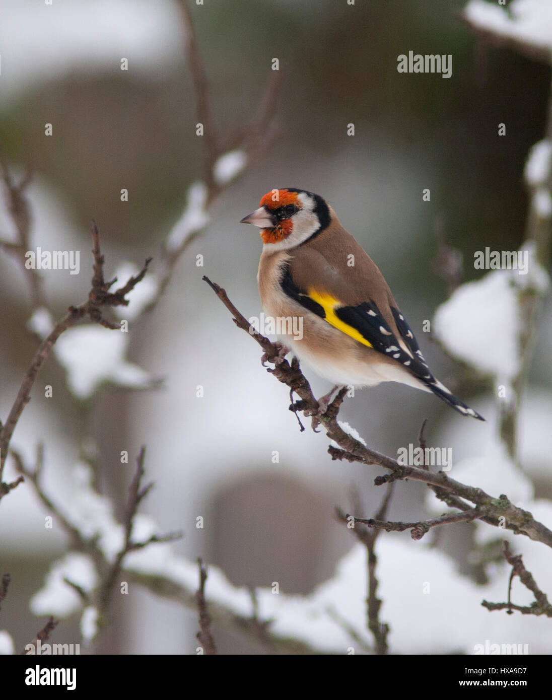 Cardellino SUL RAMO IN GIARDINO D'inverno 2017 Foto Stock