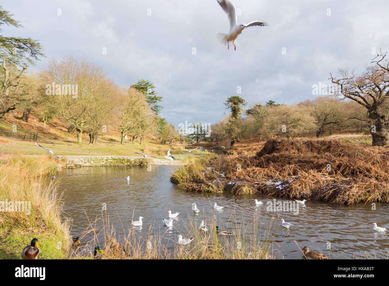 Uccelli in volo su di un fiume in inverno Foto Stock