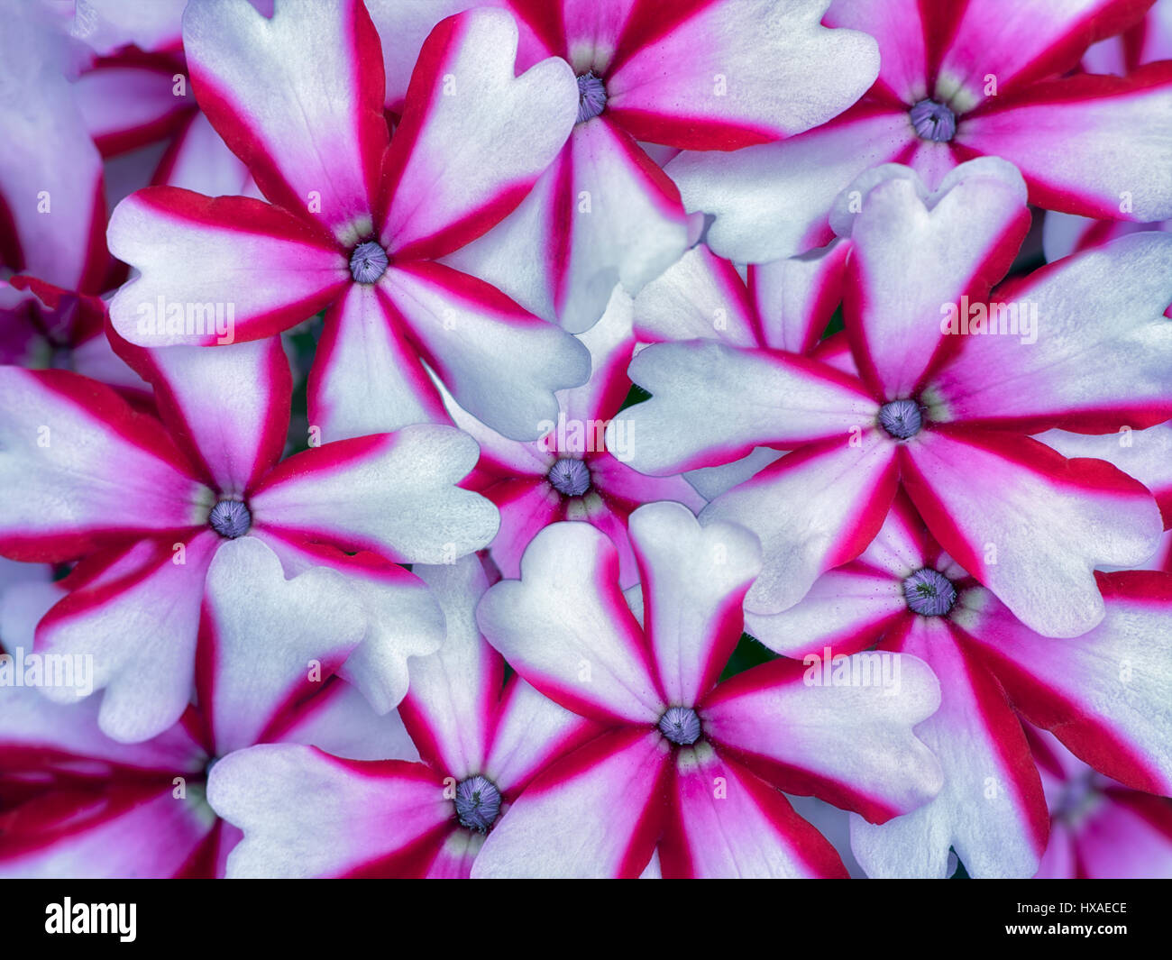Close up del rosso e del bianco Phlox fiori. Foto Stock