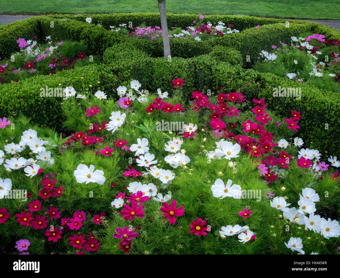 Papaveri misti. Oregon giardino. Silverton, Oregon Foto Stock