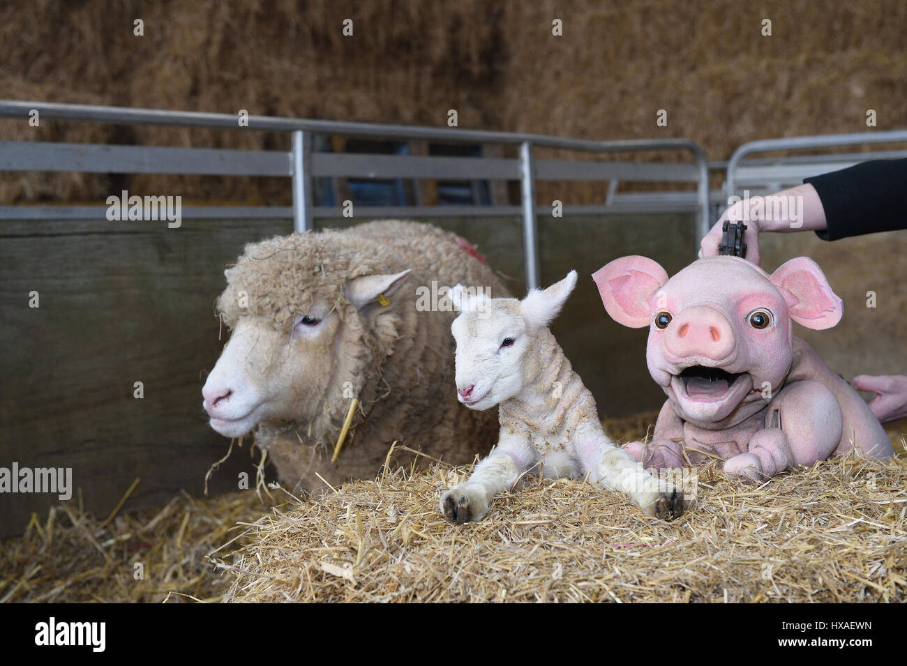 Il babe le pecore pupazzo di maiale incontra real live gli agnelli e i suinetti verso il basso la fattoria, premere scatta per Wyvern Theatre dove lo spettacolo andrà in scena a. Foto Stock
