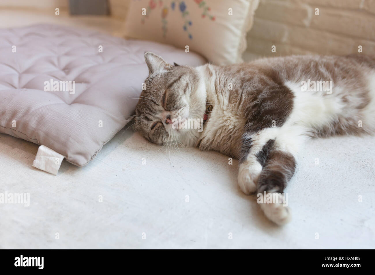 Poco carino gattino dorme . Foto Stock