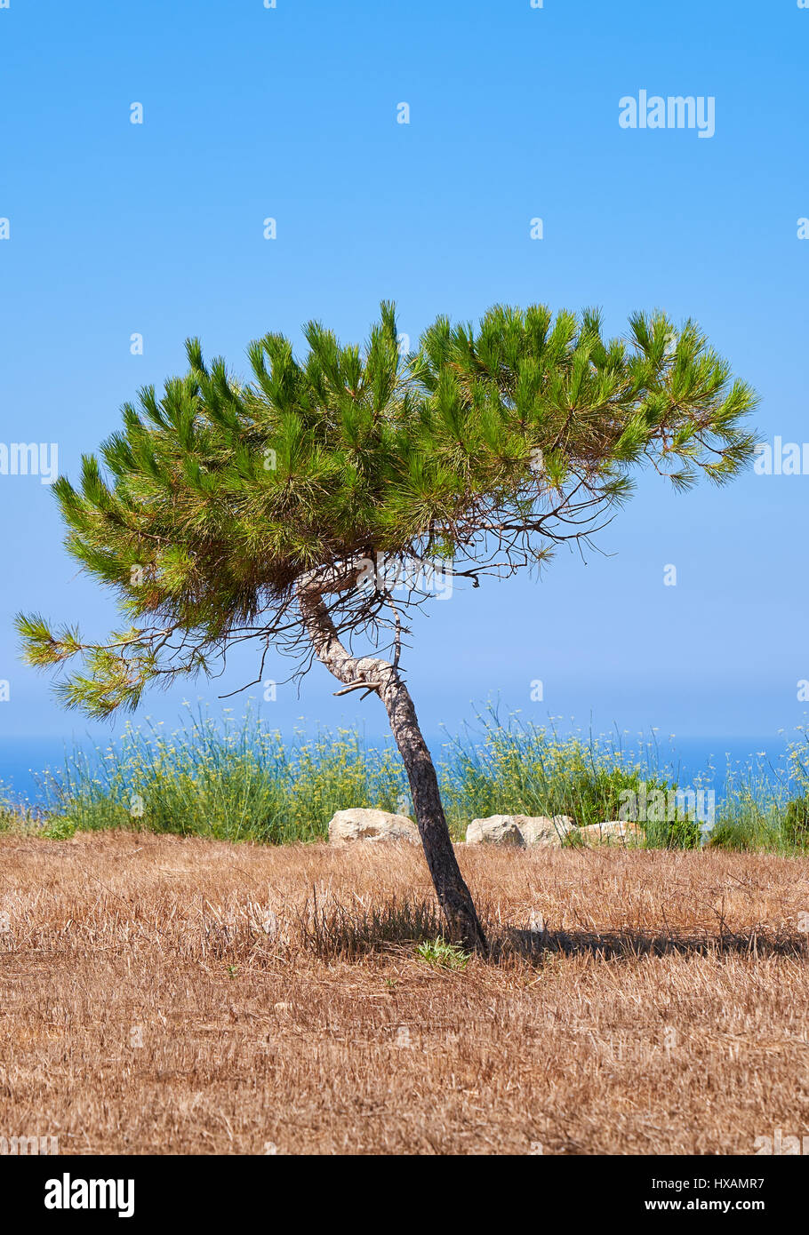 Un pino solitario modellati dal vento in crescita sulla terra bruciata sulla costa mediterranea nei pressi di Hagar Qim tempio megalitico, Malta Foto Stock