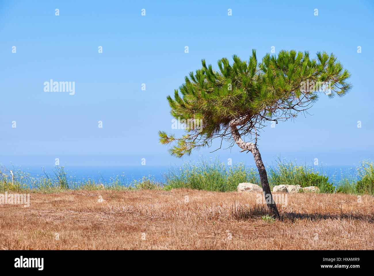 Un pino solitario modellati dal vento in crescita sulla terra bruciata sulla costa mediterranea nei pressi di Hagar Qim tempio megalitico, Malta Foto Stock