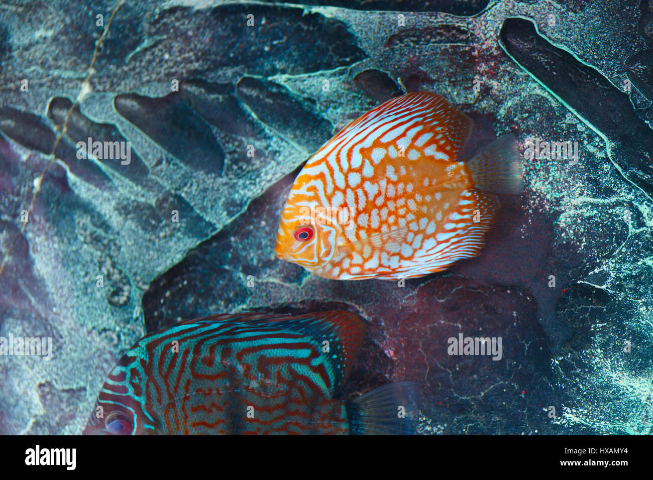 Pesci di acquario discus in colore arancione dall'Amazzonia in Sud America. Foto Stock