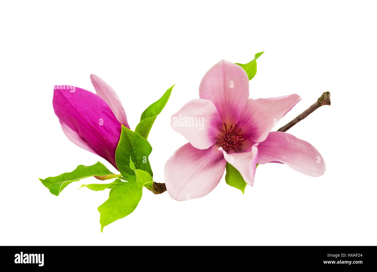 Bella magnolia isolati su sfondo bianco Foto Stock