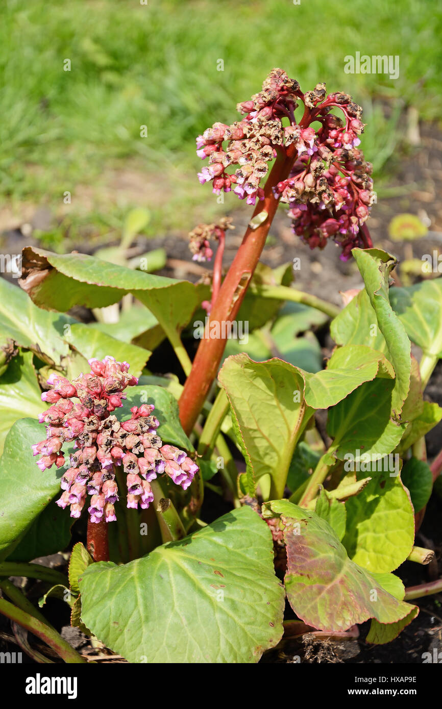 Bergenia crassifolia - siberian decorativo, di medicinali e di piante commestibili Foto Stock