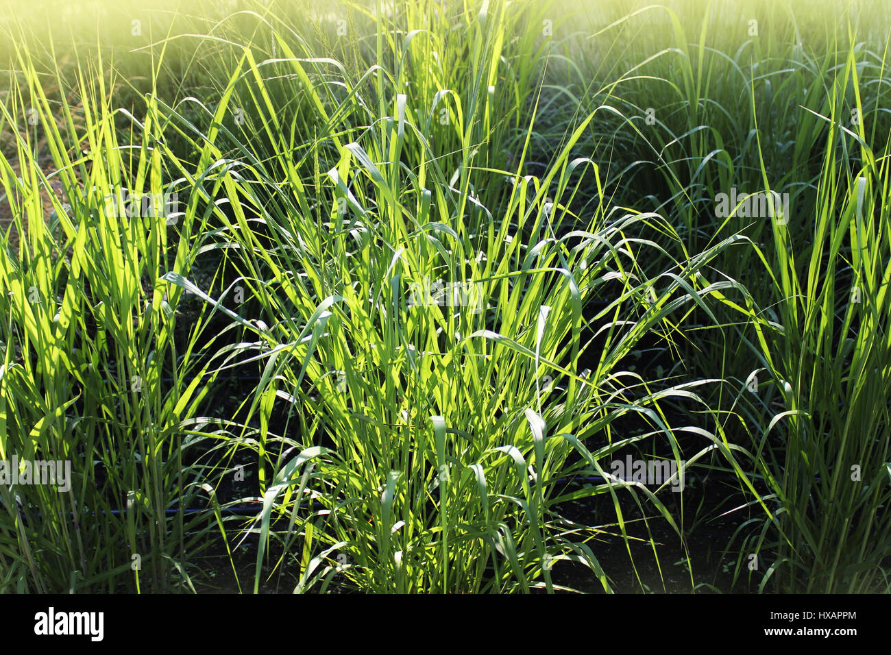 Panicum virgatum, comunemente noto come switchgrass, è una pianta perenne bunchgrass . Foto Stock