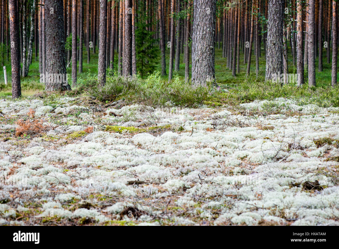 Il muschio bianco alberi forestali. natura legno verde alla luce del sole  gli sfondi Foto stock - Alamy