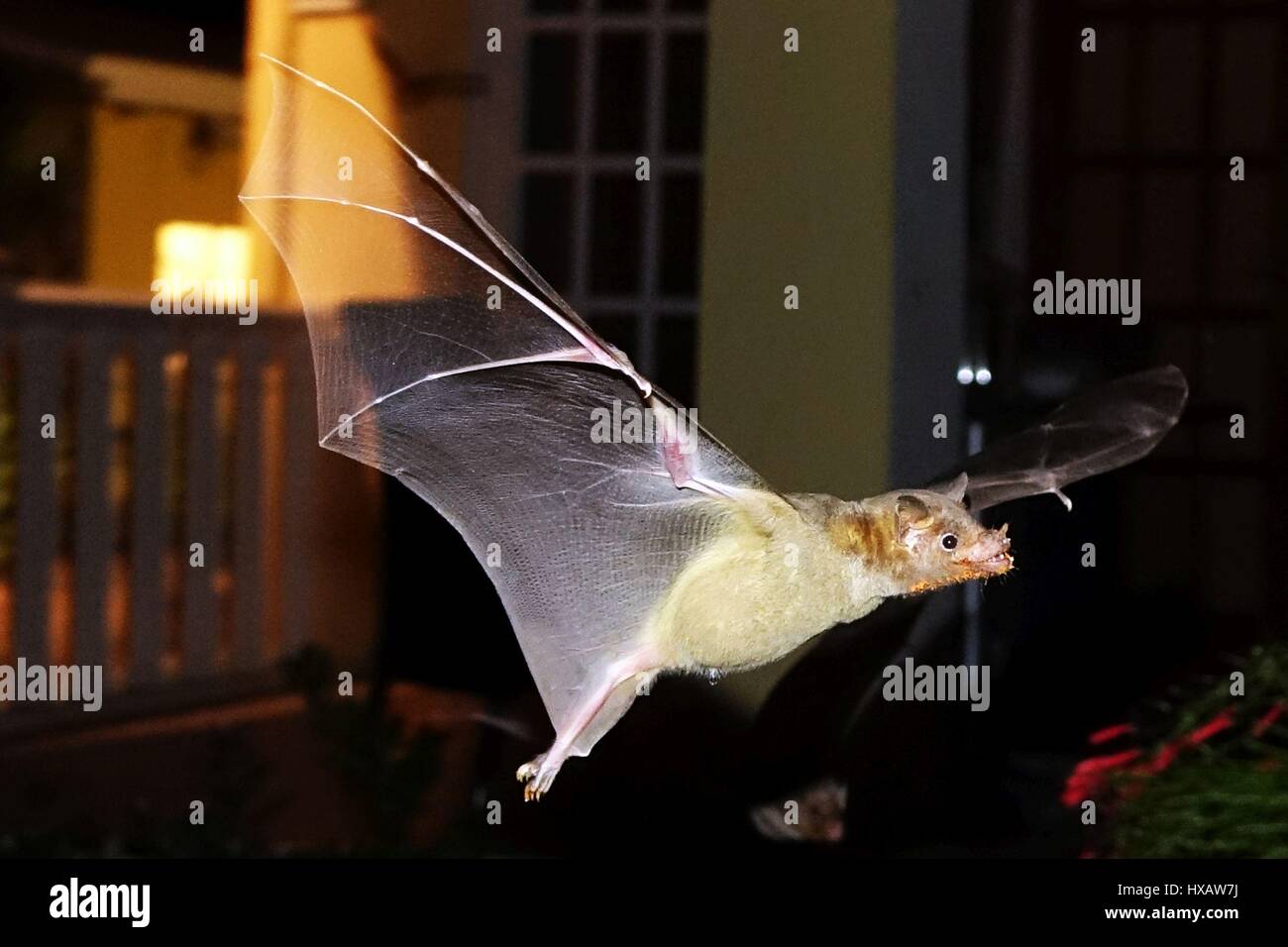 I pipistrelli volare e surching per cibo, Bonaire, dei Caraibi Foto Stock