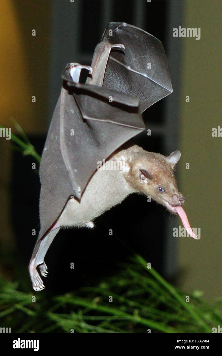 I pipistrelli volare e surching per cibo, Bonaire, dei Caraibi Foto Stock