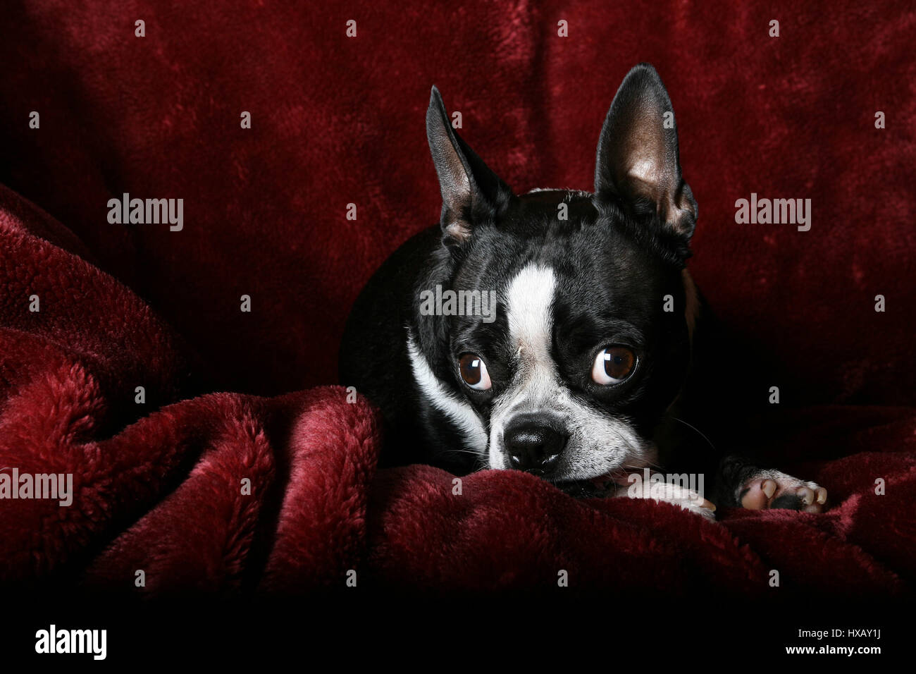 Adorabili Boston Terrier in posa su un profondo rosso sfondo peluche Foto Stock