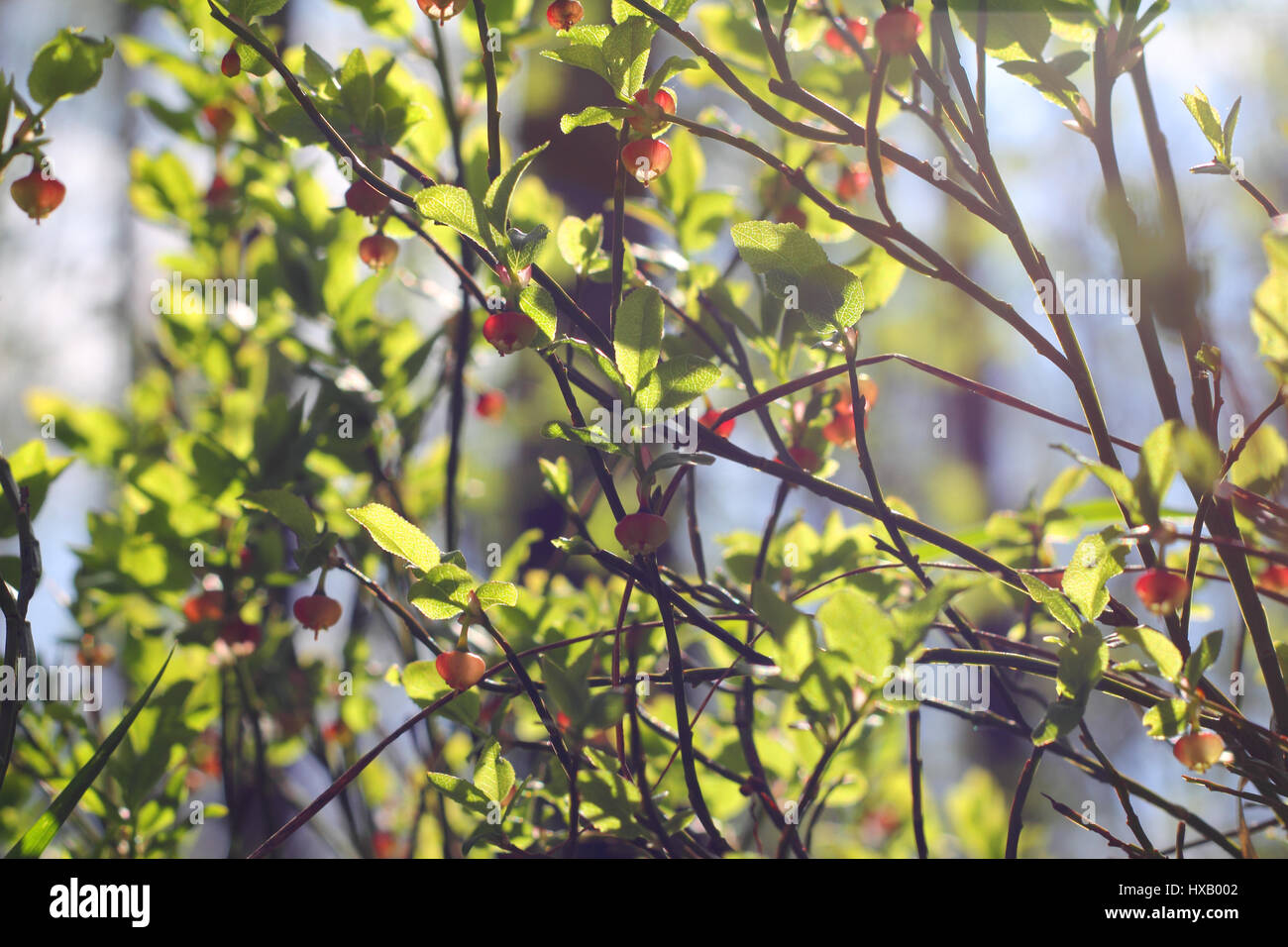 Blooming mirtillo nella foresta in maggio in condizioni di luce solare intensa Foto Stock