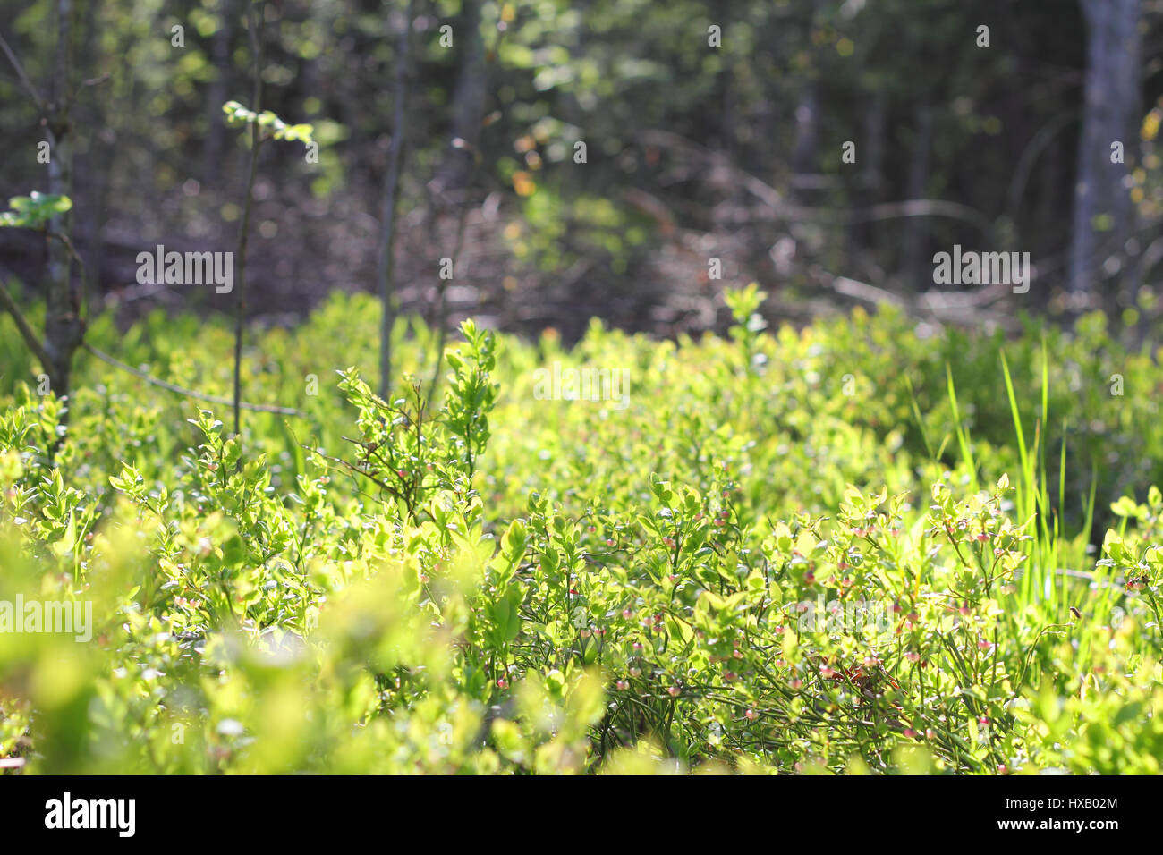 Blooming mirtillo nella foresta in maggio in condizioni di luce solare intensa Foto Stock