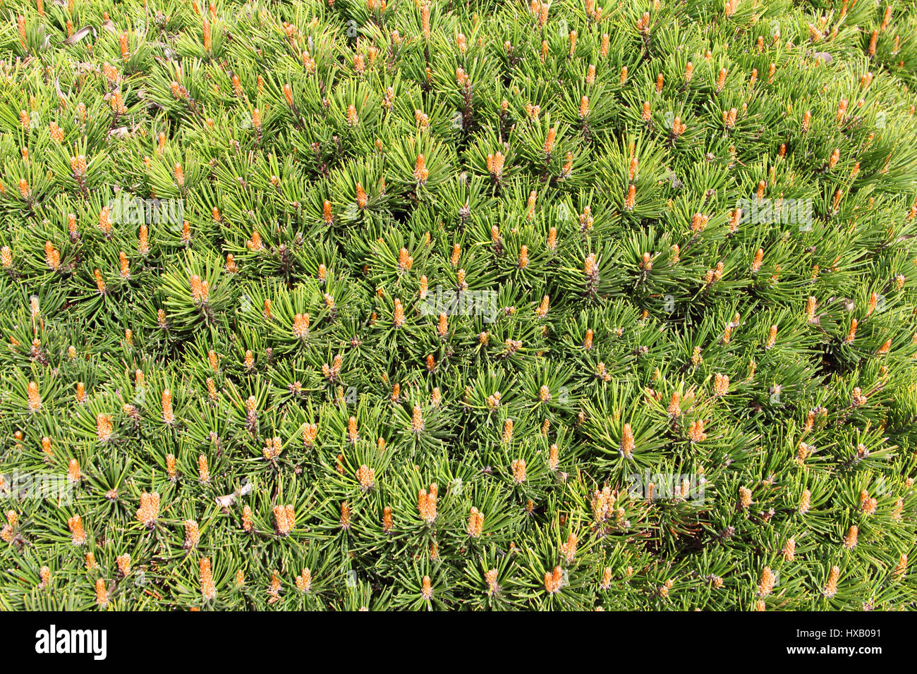 Golden pine (Pinus mugo 'Ofir') pino mugo sfondo Foto Stock