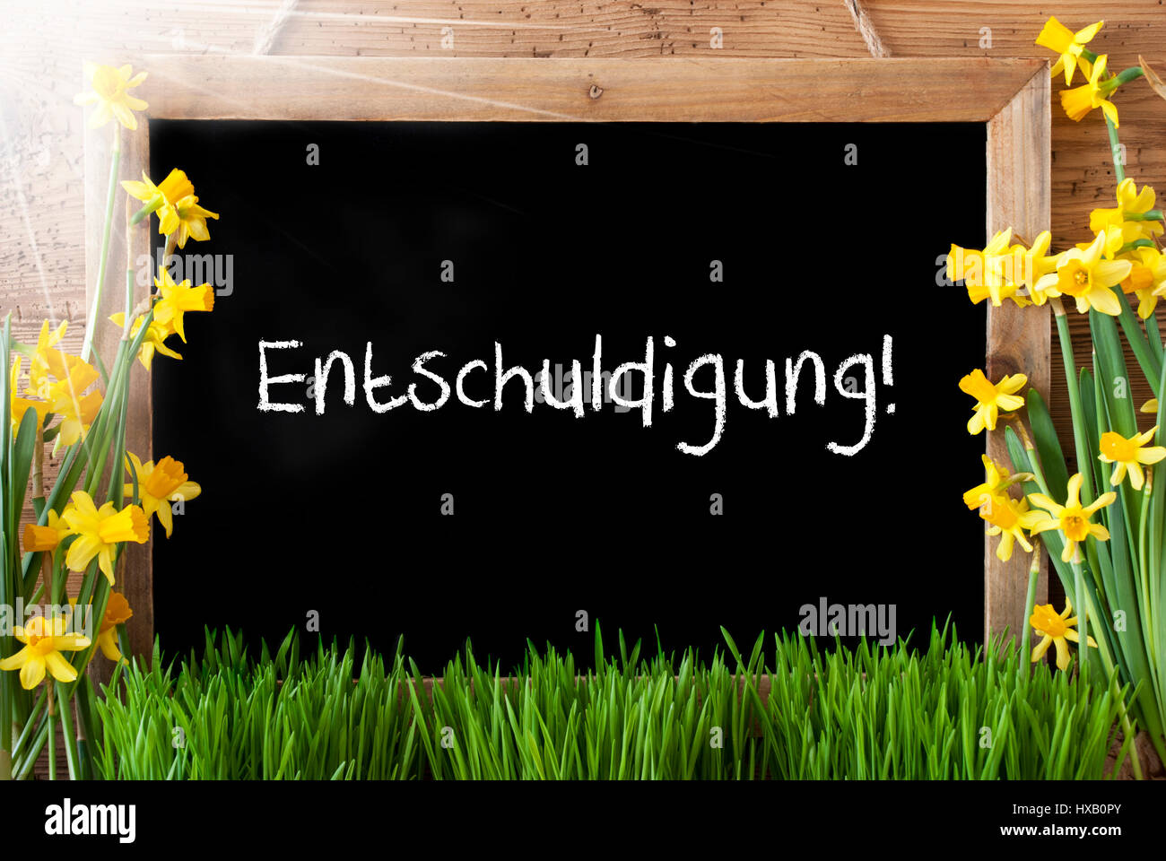 Molla di sole narciso, Lavagna, mezzi Entschuldigung scusa Foto Stock