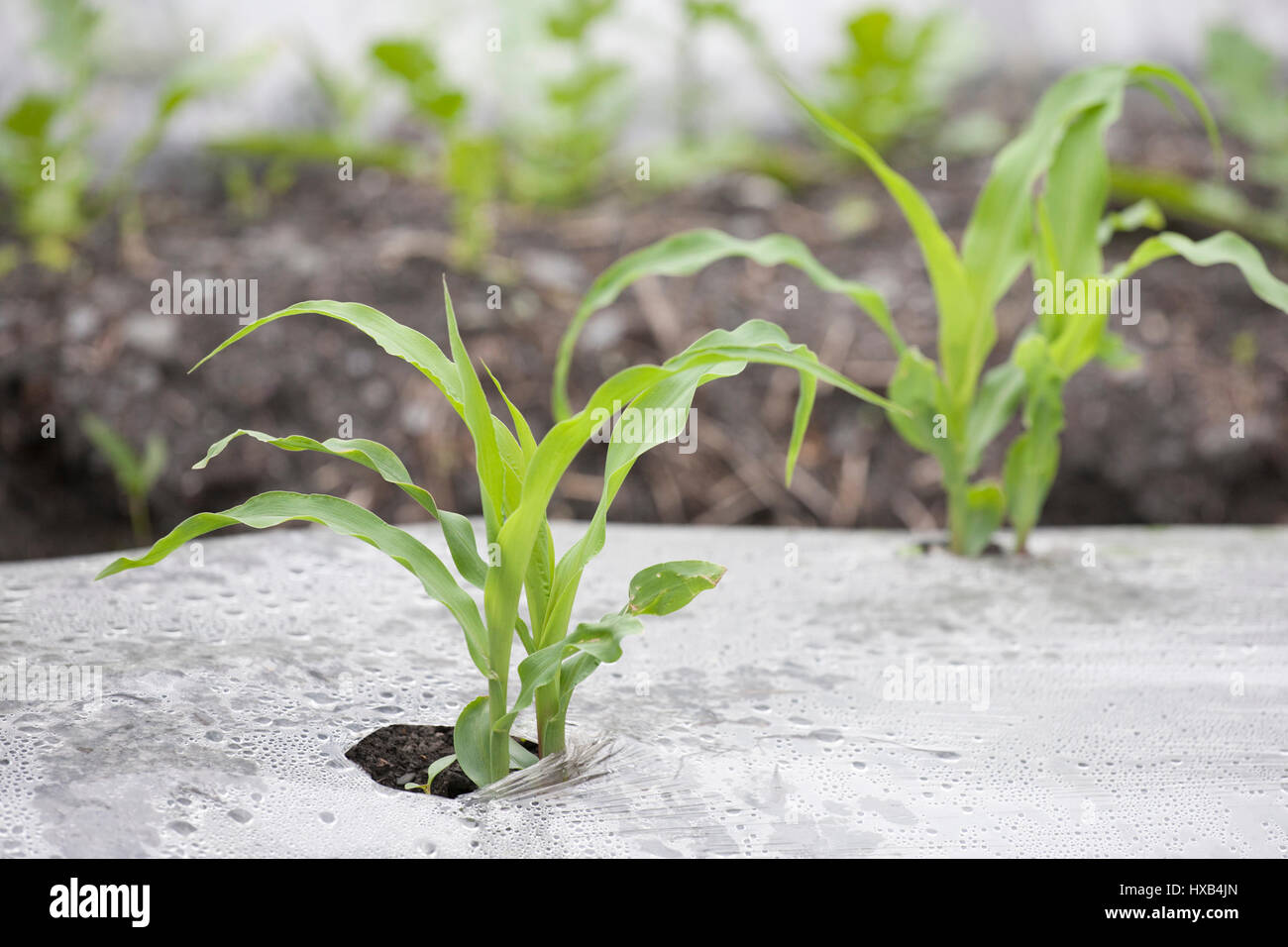 Impianto di mais, con terreno coperto da plastica per erbacce e controllo dell'umidità Foto Stock