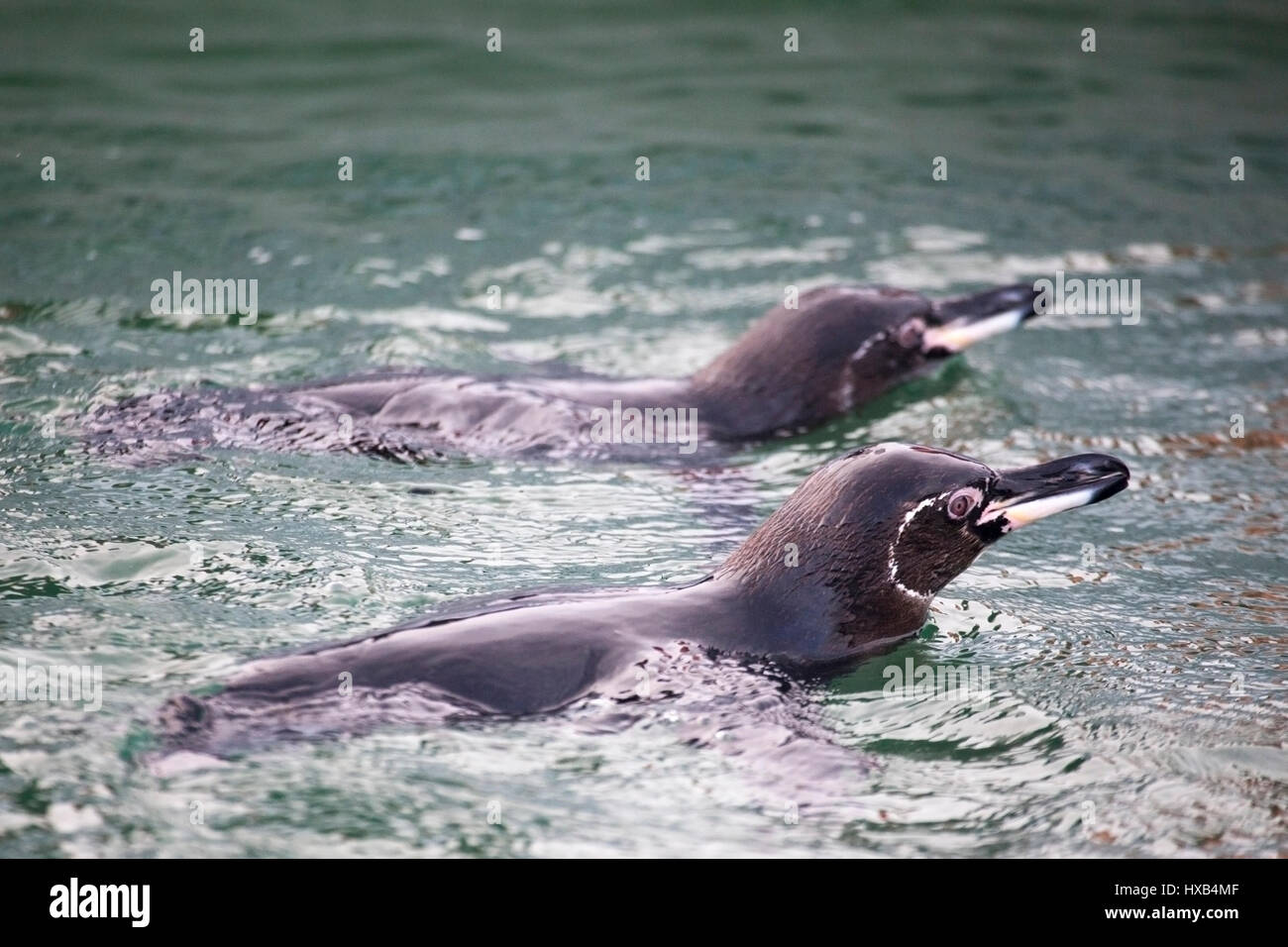 Galapagos Pinguini (Sfeniscus mendiculus) nuotare nella baia a Islote Tintoreras al largo di Isabela Island Foto Stock