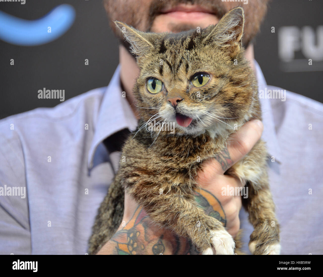 LOS ANGELES, CA. 1 agosto 2016: Attore animale Lil BUB presso la prima mondiale di "Nove vite' a TCL Chinese Theatre, Hollywood. Solo uso editoriale. Foto Stock