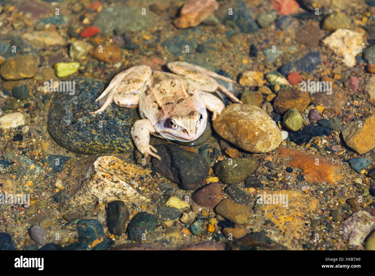 Rana in legno seduta sul fondo pietroso del fiume. Un anfibio sveglio di inizio primavera. Foto Stock