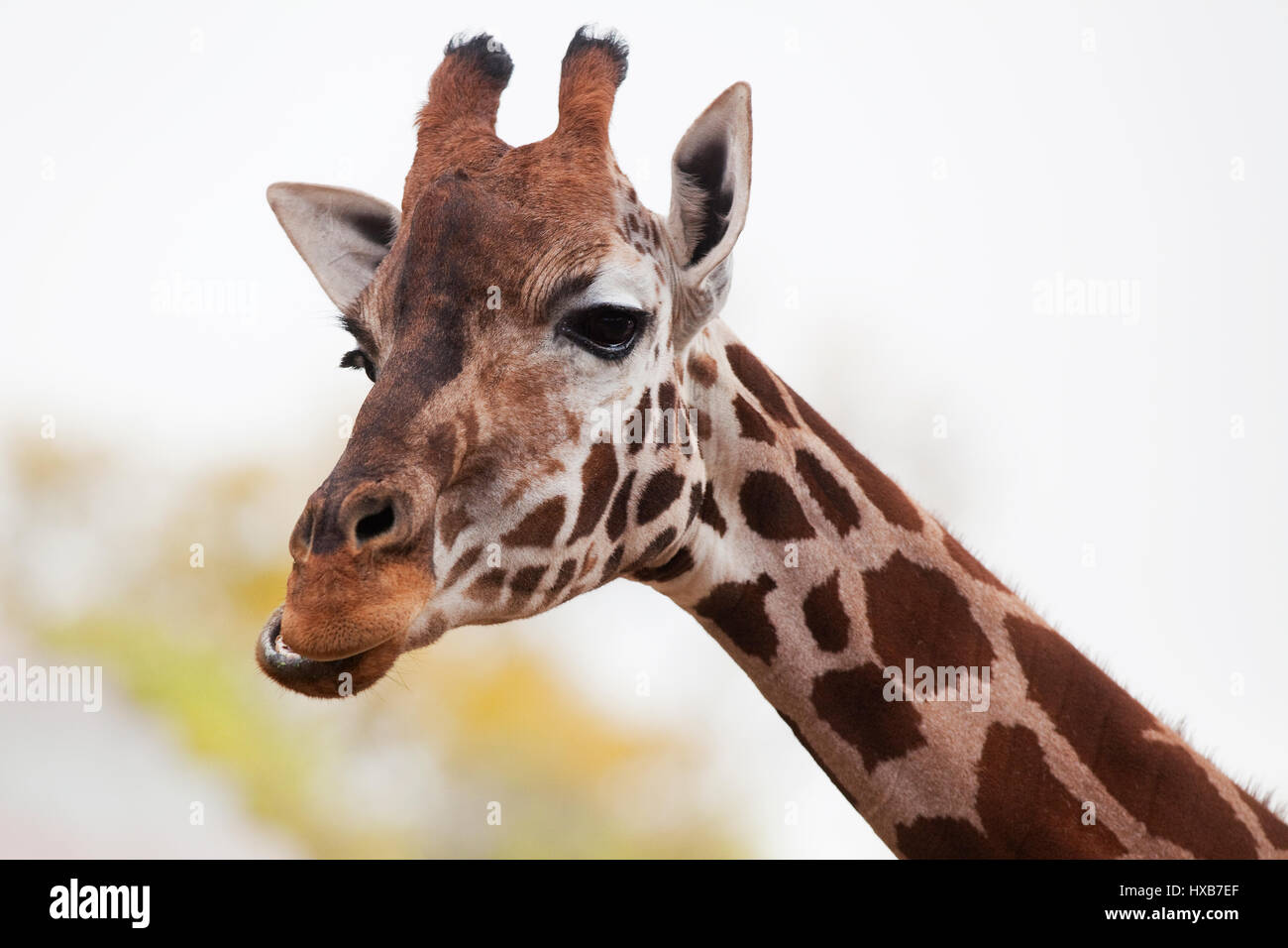 Giraffa che mastica Foto Stock