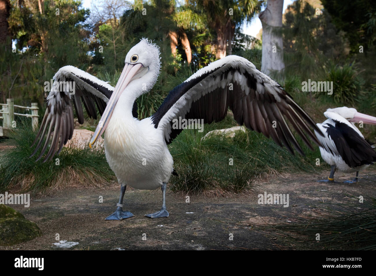 Pelican con ali spiegate Foto Stock